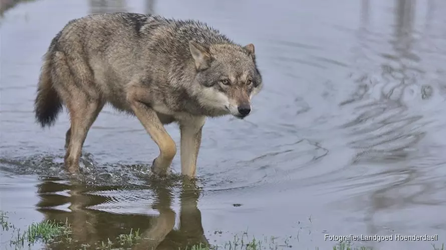 Landschap Hoenderdaell in de race voor &#39;mooiste dierentuin&#39;