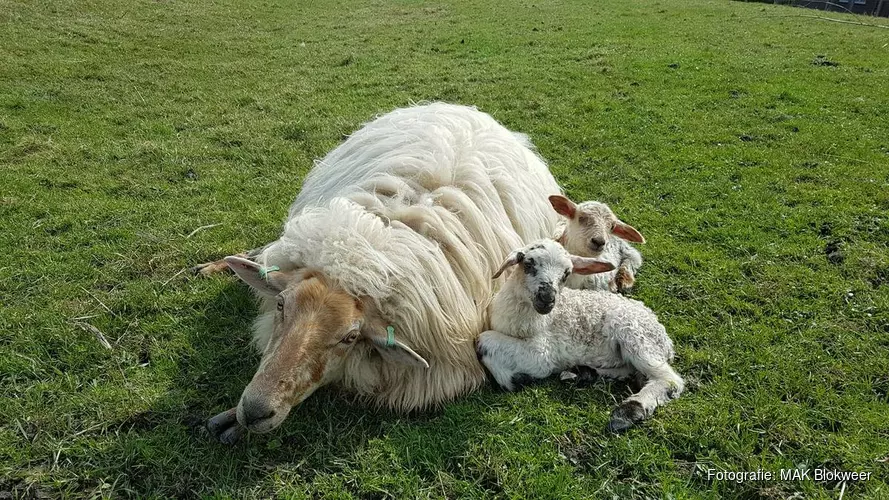 Vier de lente bij MAK Blokweer!