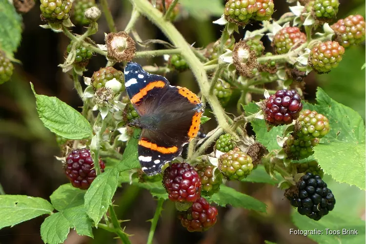 Natuurpad Ecoproject Streekbos