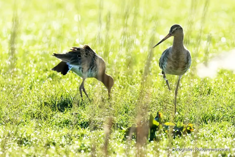 Natuur centraal in Rundveemuseum tijdens weekend van 7/8 juli