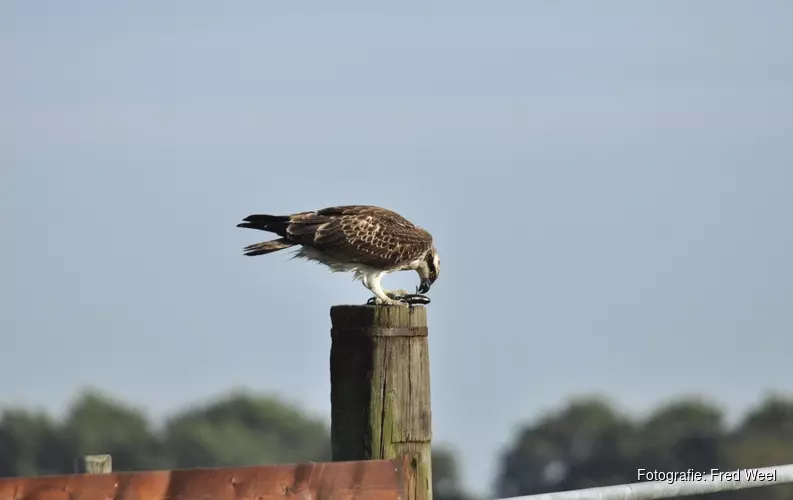 Vroege vogels vaartocht