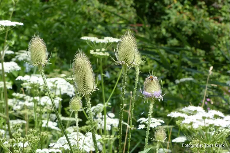 Zomers Suyderbraeck in Scharwoude