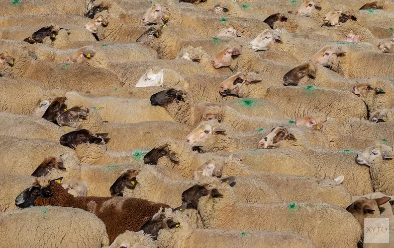 Tientallen verwaarloosde schapen in schuur Koggenland, één ervan dood