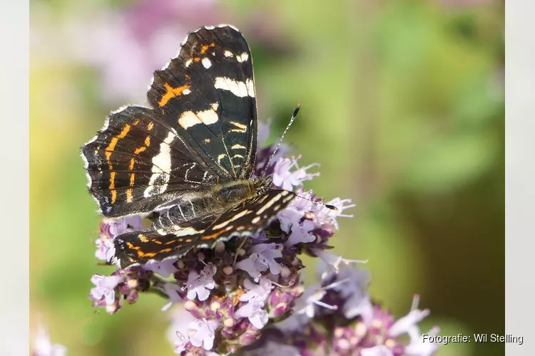 Vlinders en libellen spotten in het Streekbos Bovenkarspel