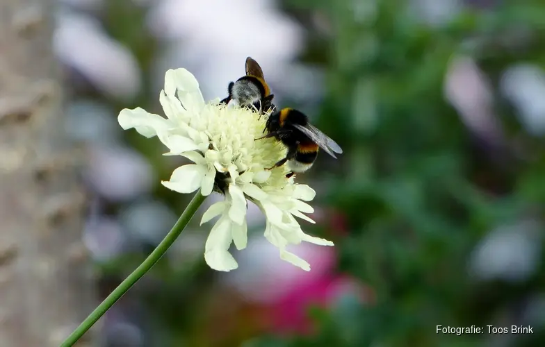 Zoemend Egboetswater, bijen- en insectenexcursie in Oostwoud