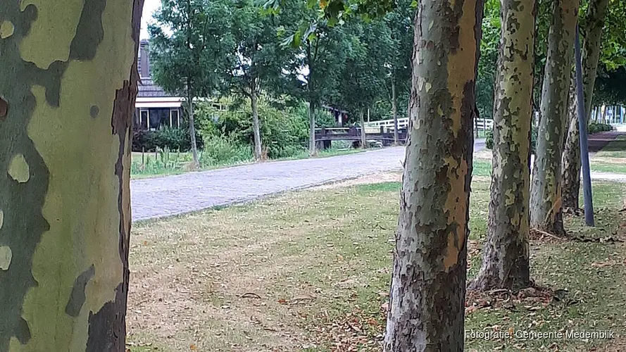 Bomen verliezen hun schors en bladeren