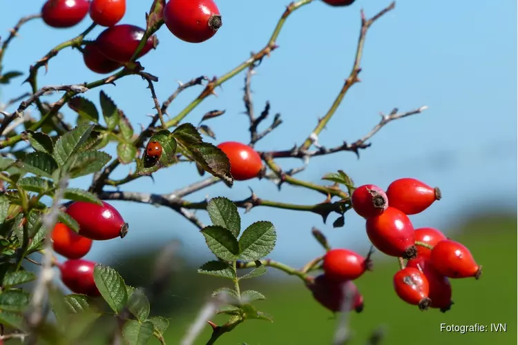 Herfst in De Suyderbraeck Scharwoude