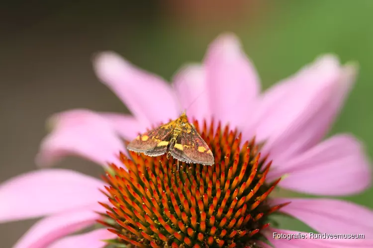 Expositie in Rundveemuseum over omringende natuur eindigt 30 september