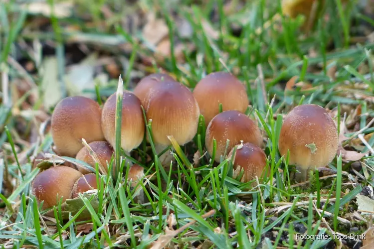 Ken jij de paddenstoelen?