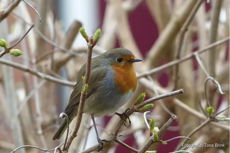 Levenslust in winterrust tijdens Nieuwjaarswandeling