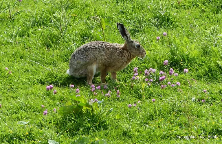 Lezing jacht en bescherming in Het Streekbos