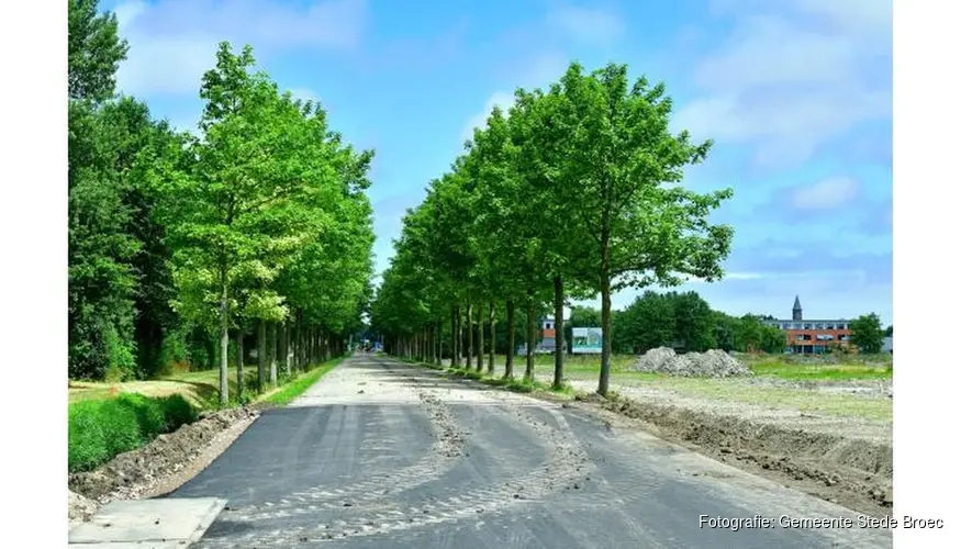 2e fase preventieve kap bomen Raadhuislaan