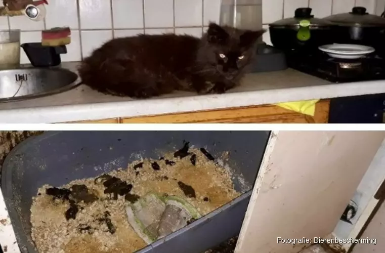Dierenbescherming redt twintig katten uit zwaar vervuilde woning