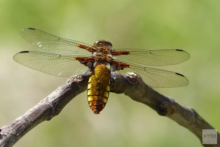 Foto Expo Libellen en Vlinders bij MAK Blokweer