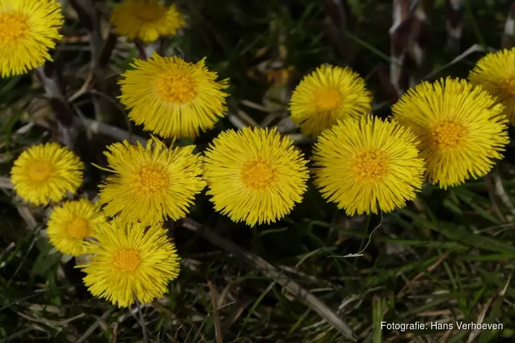 Een bos vol verborgen natuur