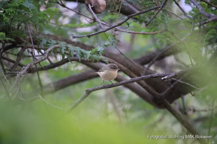 MAK Blokweer, de KNNV en IVN organiseren in 2019 een reeks natuurwandelingen door heel Hoorn