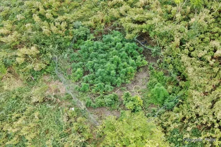 Politiedrone vindt goed verstopte hennepplantage in Lutjebroek