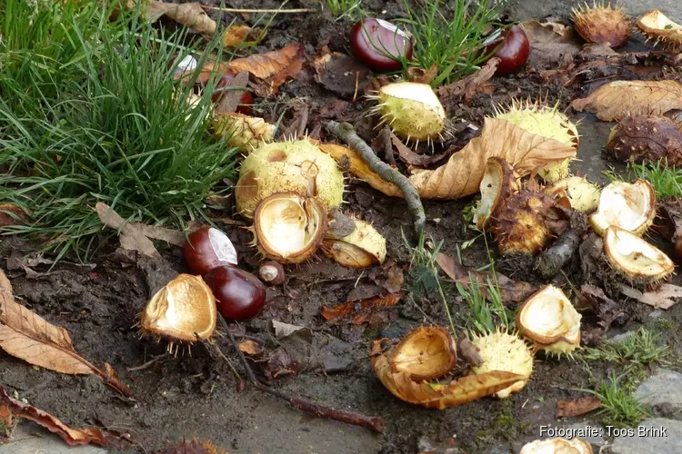 Ontluikende herfst in de Suyderbraeck