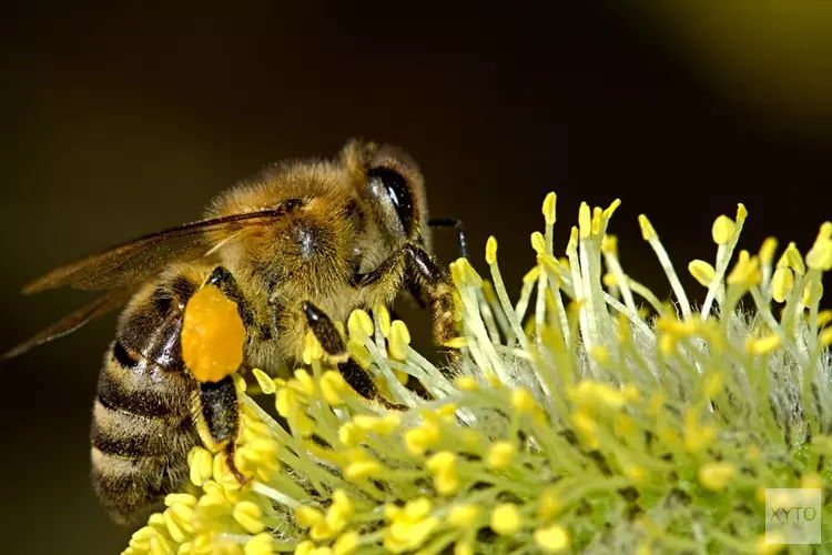 Gemeente Hoorn en Stichting Stadslandbouw ondertekenen Nationale Bijenstrategie
