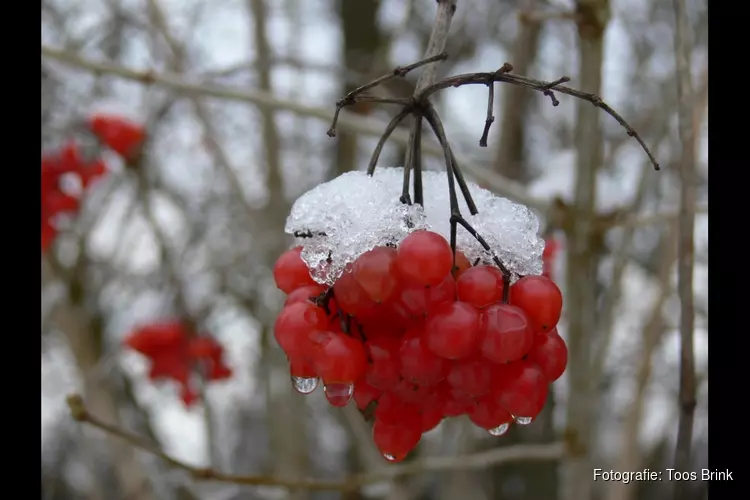 Doe-het-zelf kerstversiering maken