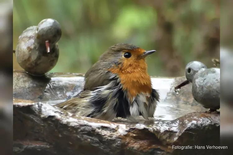 Boeiende vogelverhalen bij het IVN