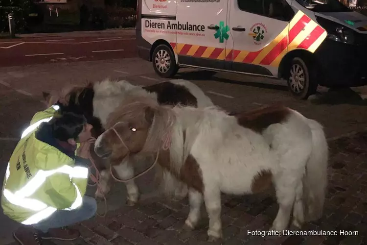 Dierenambulance in Hoorn moet nachtelijk uitrukken voor ontsnapte pony&#39;s