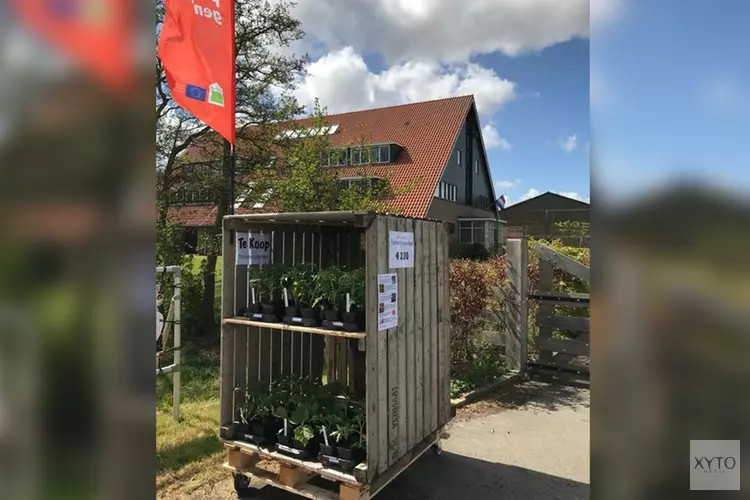 Tomatenplantjes te koop