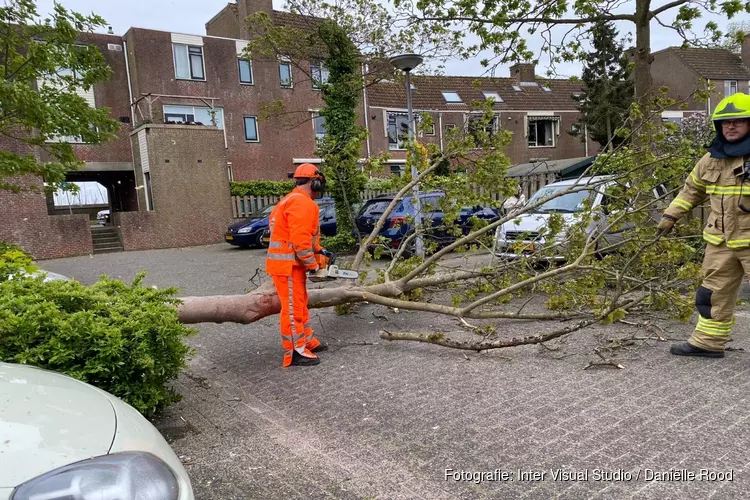 Boom omgewaaid in Enkhuizen