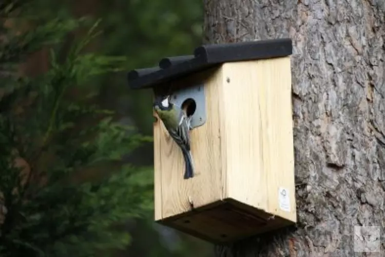 Hoe je met een (gewonnen) vogelhuisje een eikenrups bestrijdt