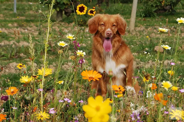 Workshop natuurgeneeskundige EHBO voor huisdieren