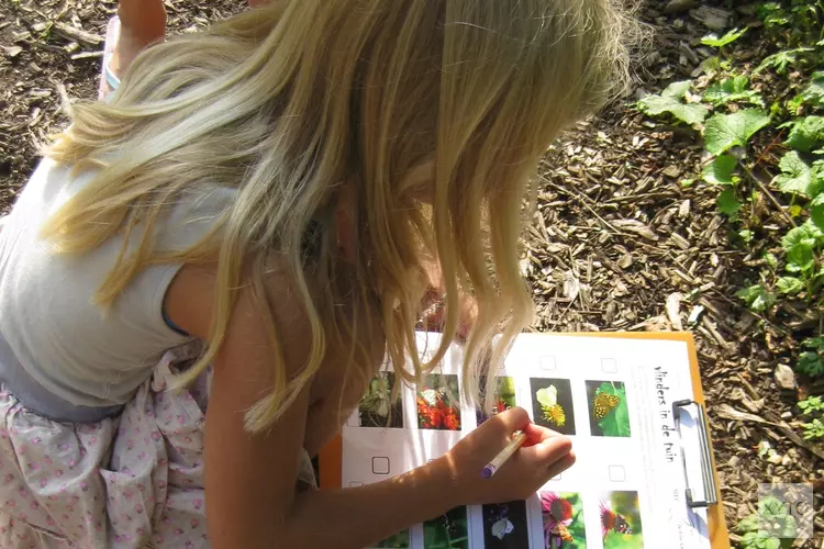 Vlinders in de tuin speurtocht