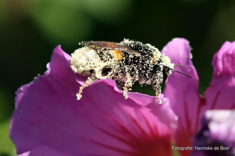 lezing over insecten in de tuin in rundveemuseum