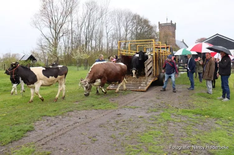 Koeien rundveemuseum weer in Aartswoud