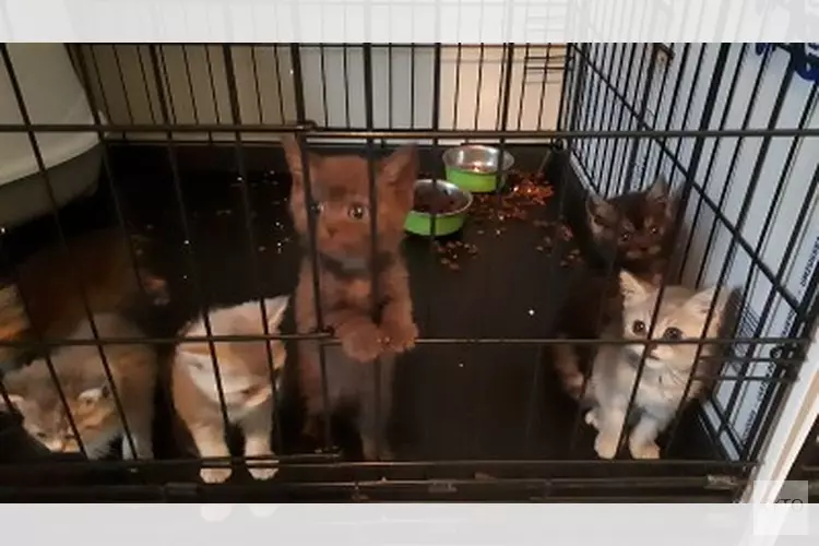 Invallen in onderzoek naar illegale handel in puppy’s en kittens