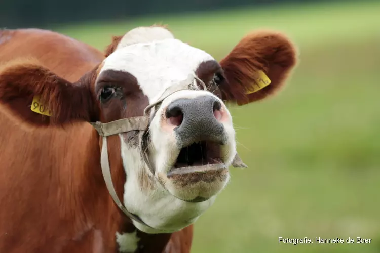 Pratende koeien leren verstaan in het rundveemuseum op 8 augustus