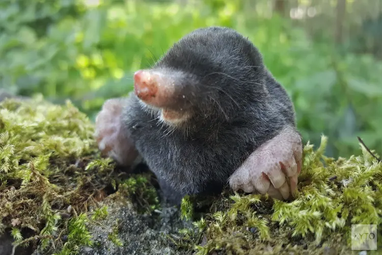 Snuffelochtend Mol,  voor peuters en kleuters