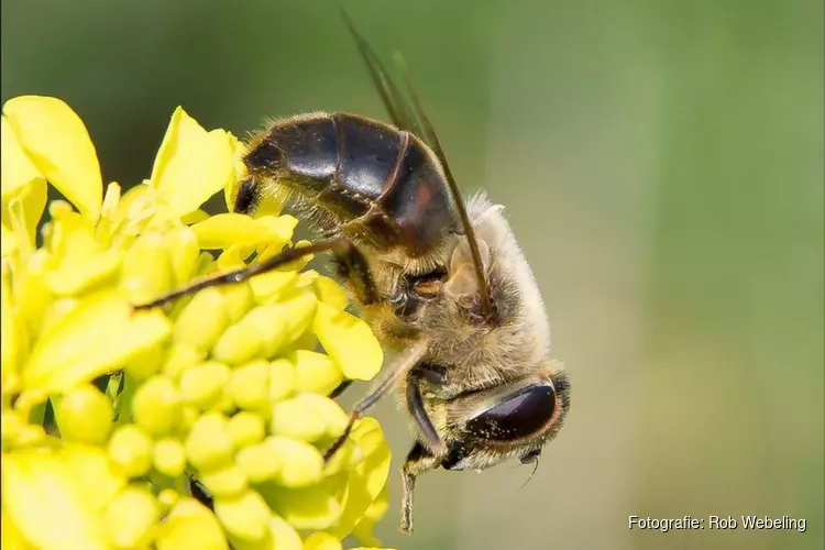 Zondag Natuur en Levende Tuinen-Dag bij MAK Blokweer