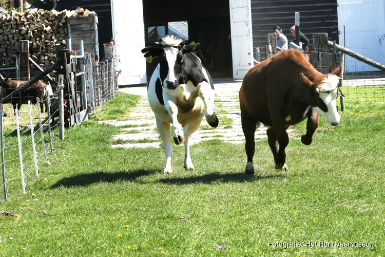 Blije koeien openen op 10 april nieuw seizoen in Rundveemuseum