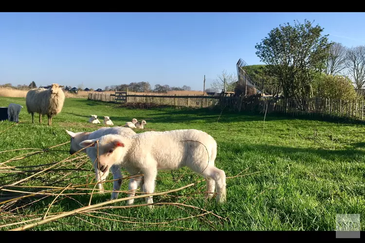 Draadkunst en Lammetjes Namenwedstrijd