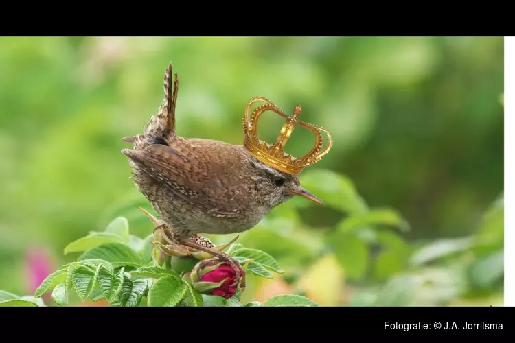 Het Koningshuis van de Natuur - Puzzelspeurtocht bij Hertenkamp Enkhuizen