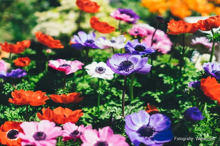 Tuin en natuurdag in de Bloemenbuurt op 21 mei