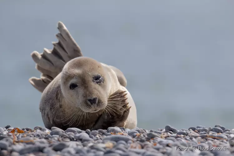 Nu te zien bij Hertenkamp Enkhuizen: Expositie natuurfoto’s