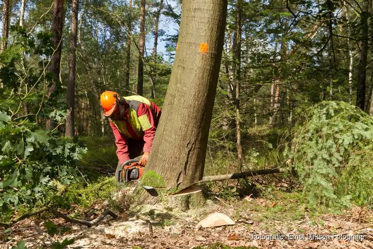 Start kap zieke essen in Obdammerweel