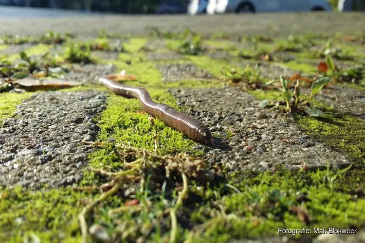 Regenwormhotel bouwen: Zaterdag 9 oktober