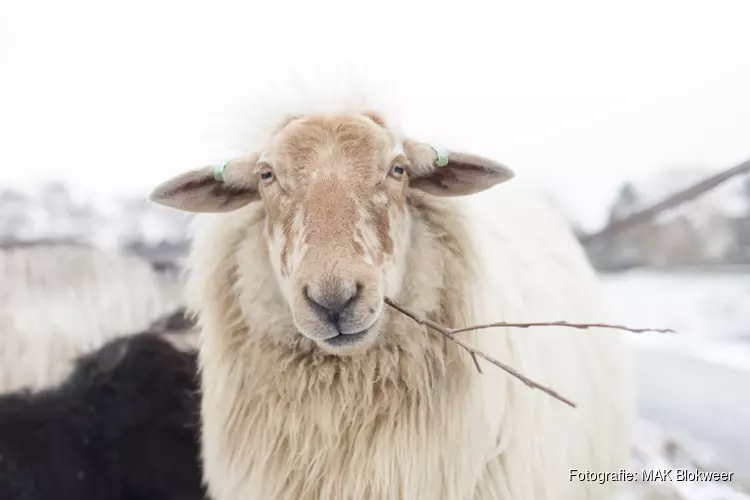 Speuren tussen dieren en natuur