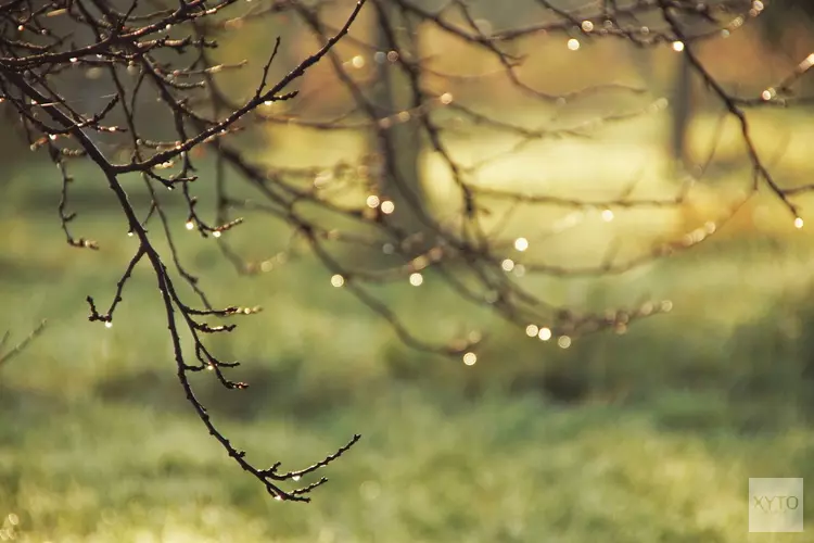 Winterse kou wordt verdreven door buien en zachte temperaturen. Kans op witte kerst nihil