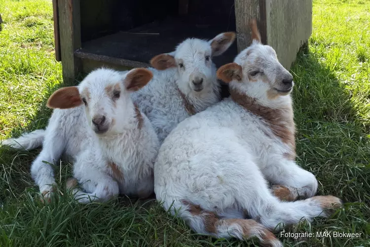 De hele maand maart: Lammetjes namenwedstrijd