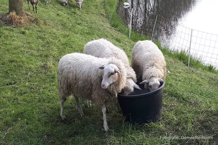 Schaapskudde weer in Hoorn voor begrazing bermen