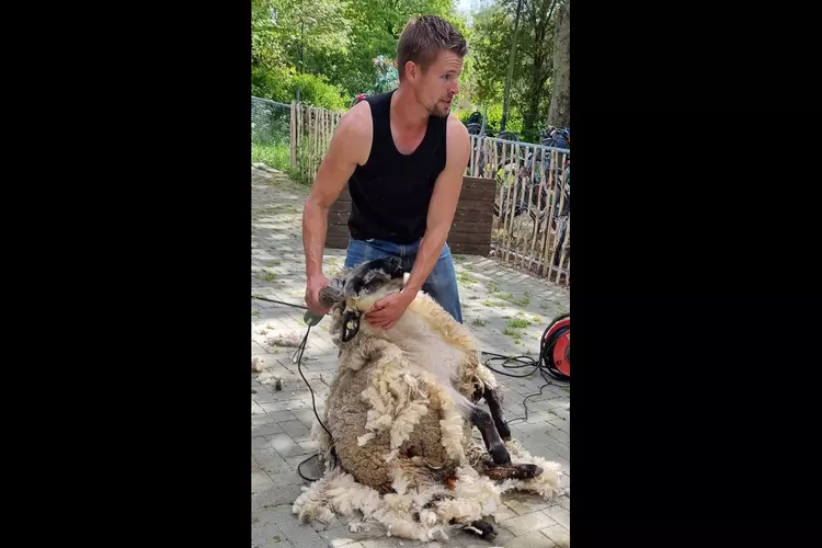 Schapen scheren bij Hertenkamp Enkhuizen op 14 mei