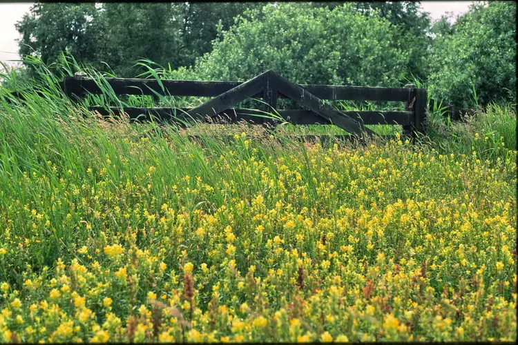 Wandeling Braakpolder en bezoek Rundveemuseum in Aartswoud